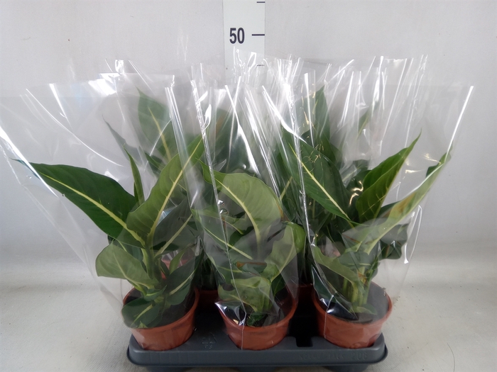 <h4>Dieffenbachia  'Green Magic'</h4>