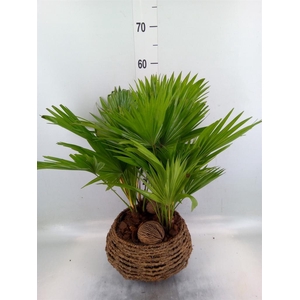 Livistona rotundifolia