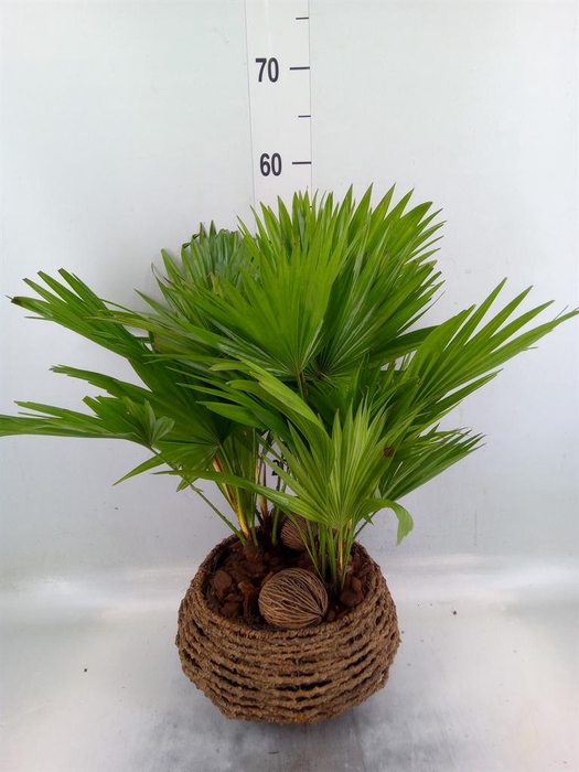 <h4>Livistona rotundifolia</h4>