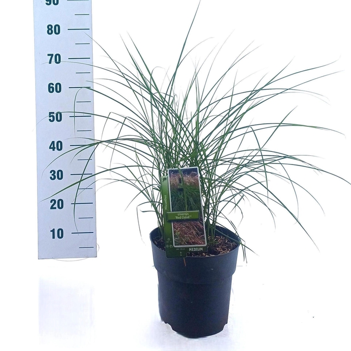 <h4>Miscanthus sinensis Red Cloud</h4>