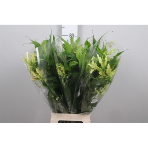 Gloriosa Twin Colour Long