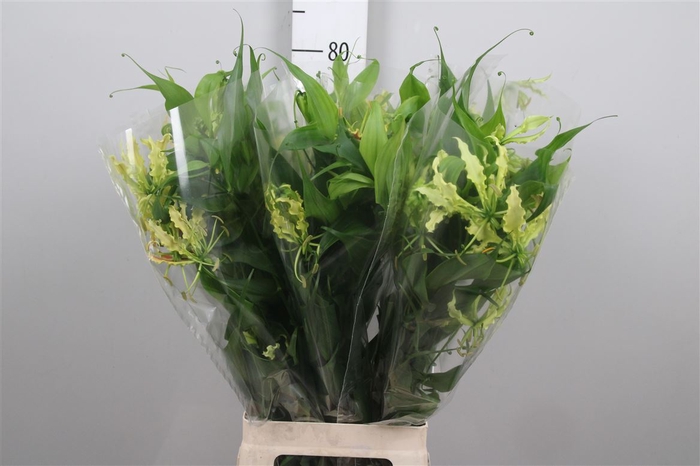 <h4>Gloriosa Twin Colour Long</h4>