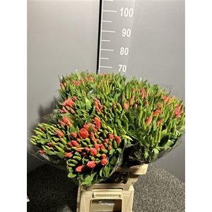 Godetia Red