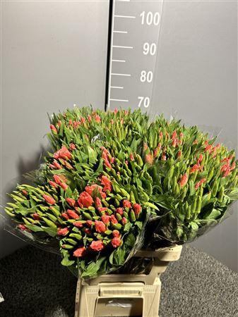 <h4>Godetia Red</h4>