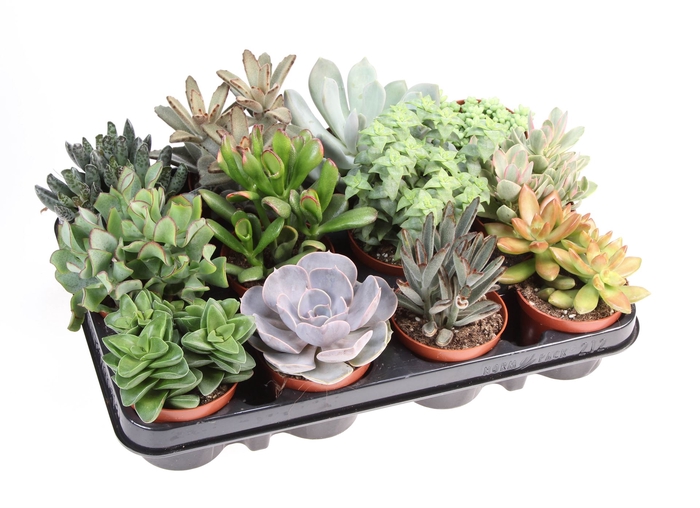 <h4>Succulents   ...</h4>