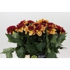 Dahlia Creme de Cognac