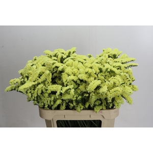 Limonium sinuatum Star Eze