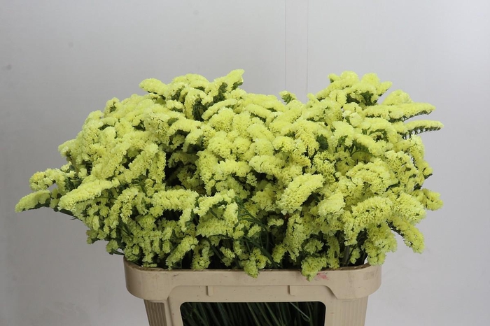 Limonium sinuatum Star Eze