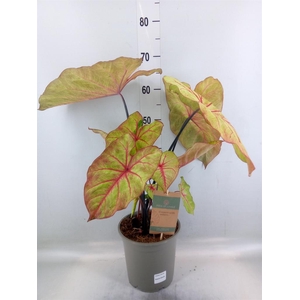 Caladium   ...