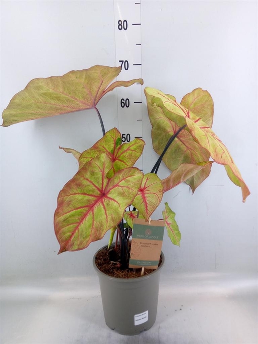 <h4>Caladium   ...</h4>