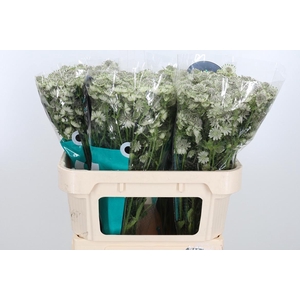 Astr Billion Star Xl