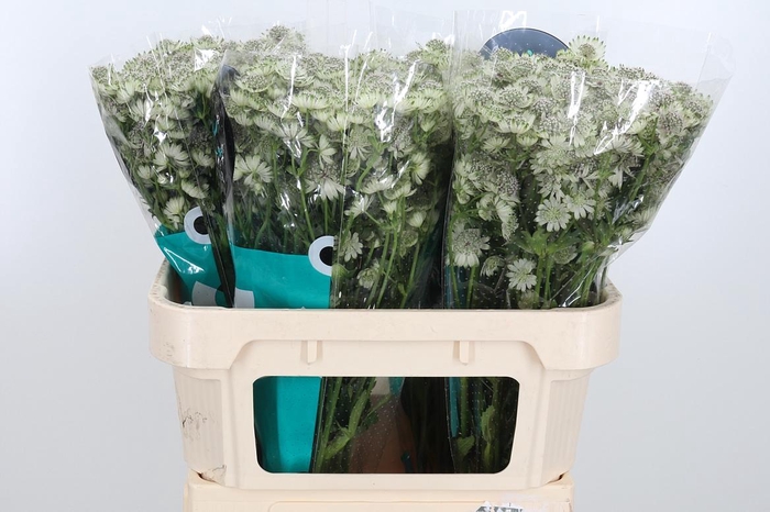 <h4>Astr Billion Star Xl</h4>