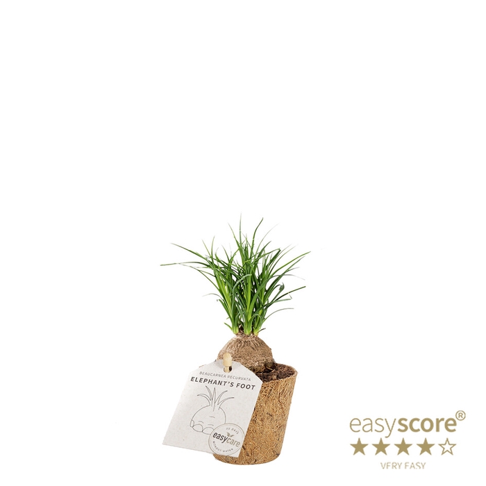 BEAUCARNEA RECURVATA P6 COCOZ