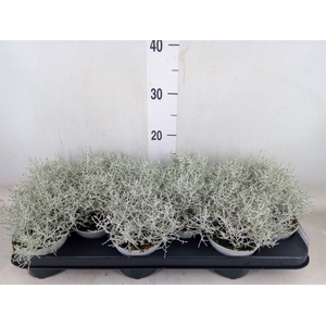 Leucophyta brownii