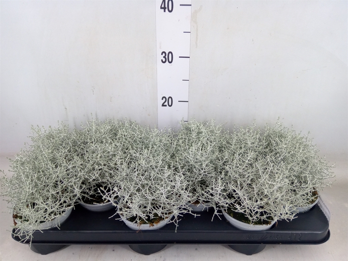 <h4>Leucophyta brownii</h4>