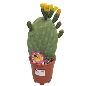 OPUNTIA