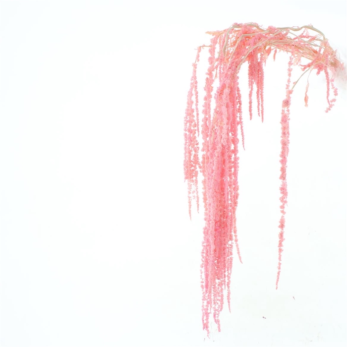 <h4>Pres Amaranthus Bleached Light Pink</h4>