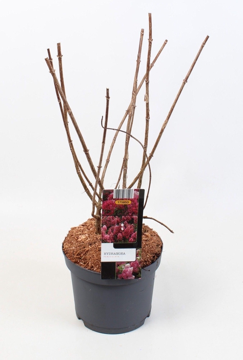 <h4>Hydrangea Paniculata 'Pink Lady' 19 cm</h4>