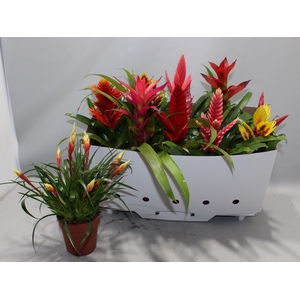 BROMELIA GEM 10 SRT