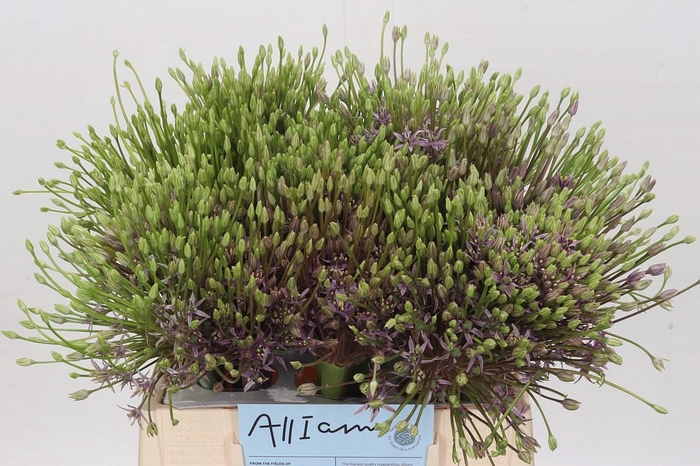 <h4>Allium Schubertii</h4>