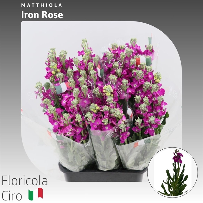 <h4>Matthiola Iron Rose</h4>