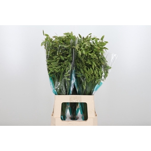 Chasmanthium Latifol