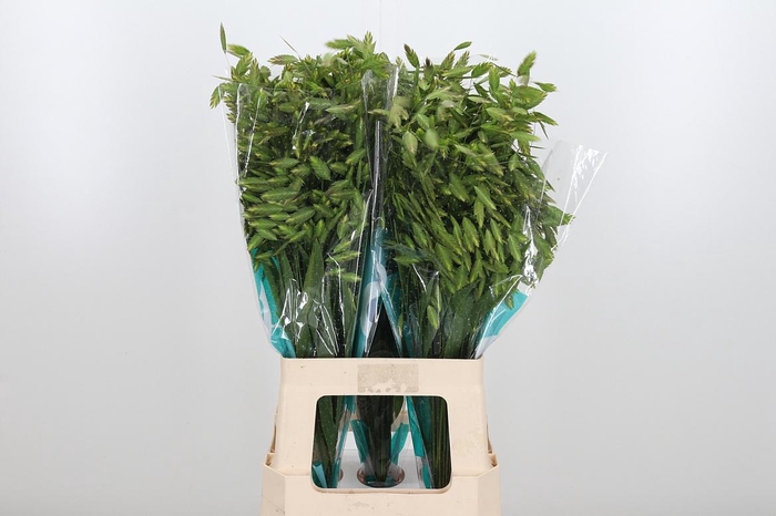 <h4>Chasmanthium Latifol</h4>