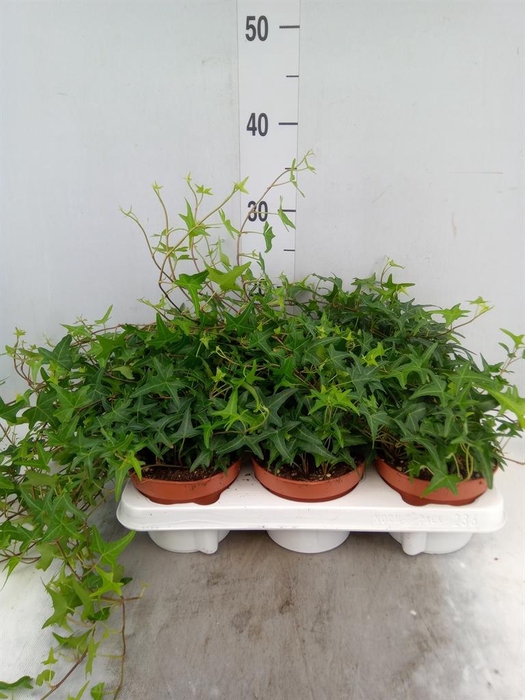 <h4>Hedera helix 'Tres Coupe'</h4>