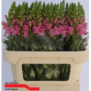 ANTIR ANTIBES PINK