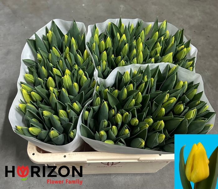 <h4>TU EN YELLOW FLIGHT</h4>