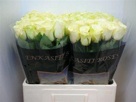 <h4>R Gr Snowstorm+</h4>