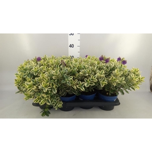 .Hebe andersonii variegata
