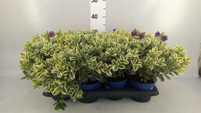 <h4>.Hebe andersonii variegata</h4>