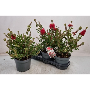 CALLISTEMON CITRINUS