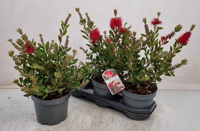 <h4>CALLISTEMON CITRINUS</h4>