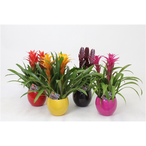 <h4>Bromelia variés</h4>