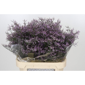 Limonium ov Safora Lilac