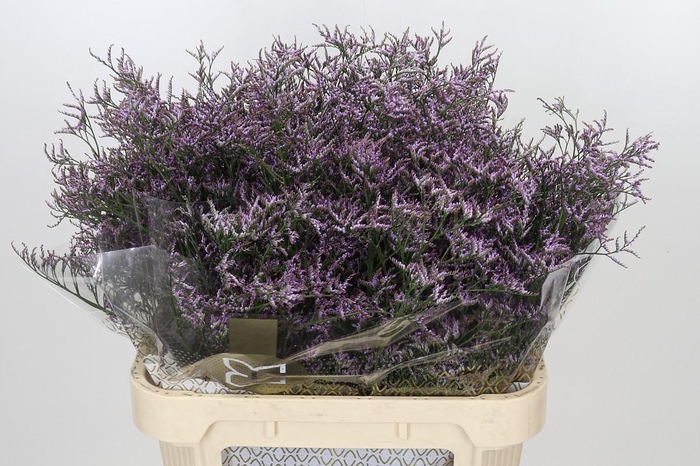 <h4>Limonium ov Safora Lilac</h4>