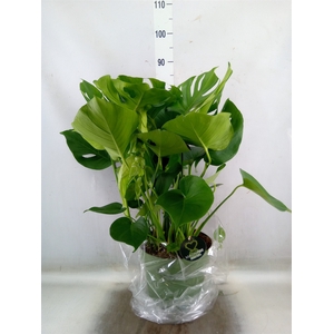 Monstera delic.