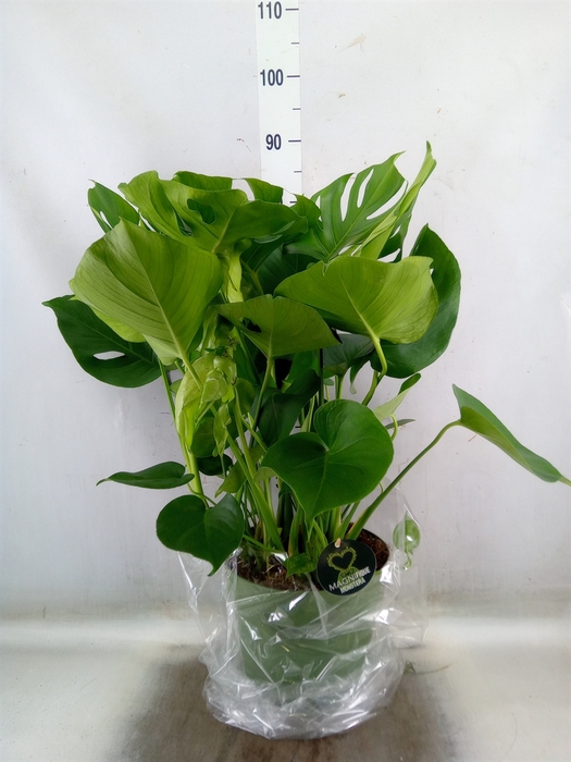 <h4>Monstera delic.</h4>