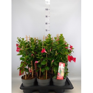 Mandevilla am. 'Sundav Red'