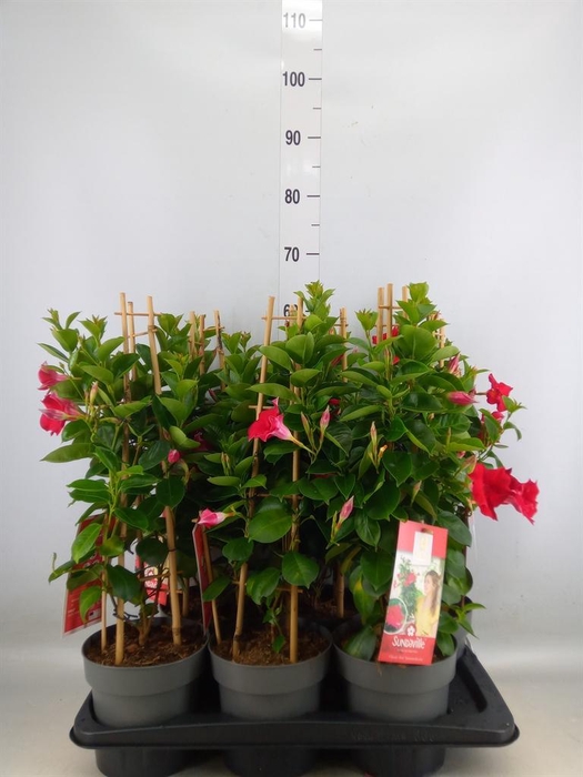 <h4>Mandevilla am. 'Sundav Red'</h4>