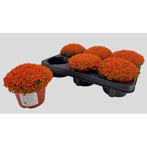 Nertera Granadensis Astrid 12Ø 15cm