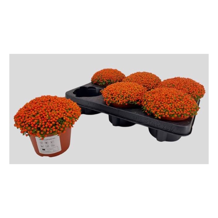 <h4>Nertera Granadensis Astrid 12Ø 15cm</h4>