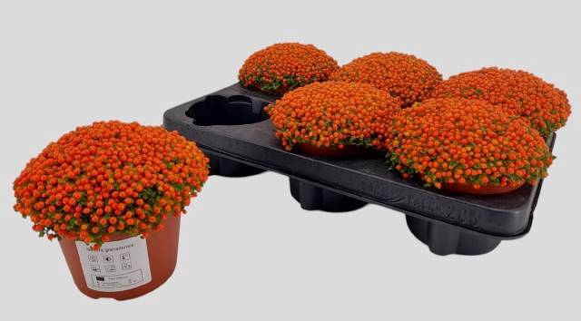 Nertera Granadensis Astrid 12Ø 15cm