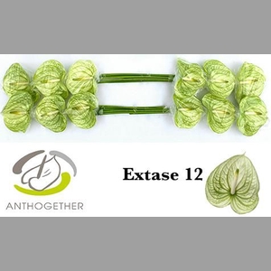 ANTH A EXTASE