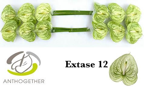 <h4>ANTH A EXTASE</h4>