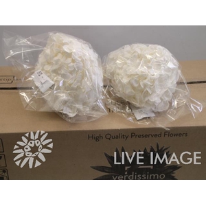 Preserved hydrangea pure white