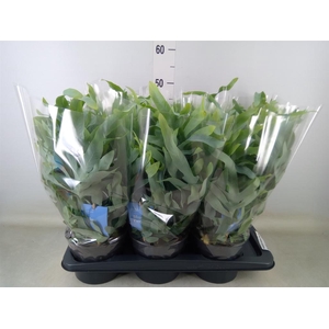 Phlebodium aureum 'Blue Star'