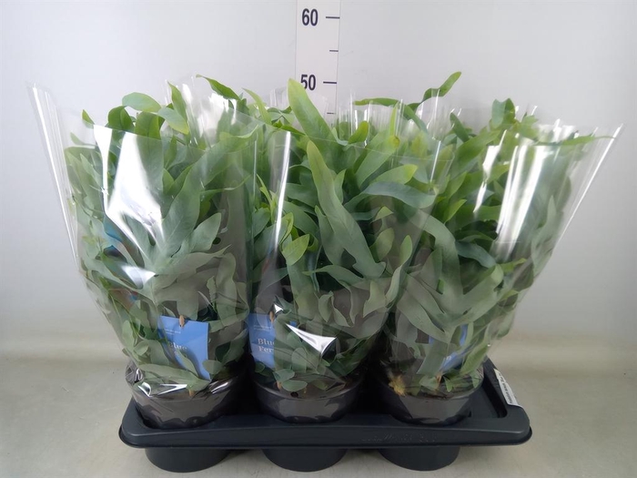 <h4>Phlebodium aureum 'Blue Star'</h4>